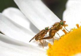 pairing fruit flies