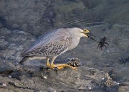 Heron with Crab in Beak