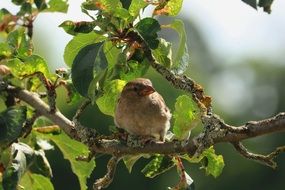 perfect beautiful Bird