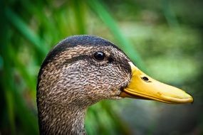 yellow beak drake