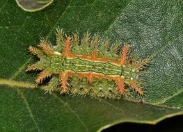 Slug Caterpillar