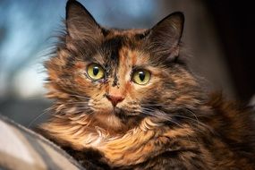 fluffy cat with light green eyes close up