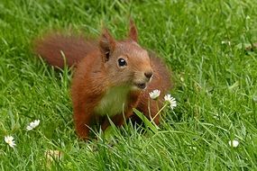 squirrel in the summer garden