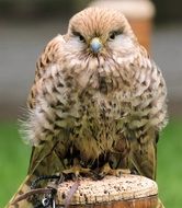 portrait of Wild kestrel bird