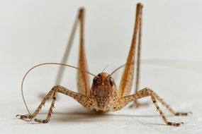 grasshopper on a white surface