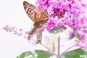 butterfly on purple lilac in the garden