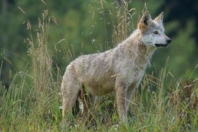 predatory wolf in the green grass looks into the distance