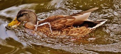 picture of a wild duck