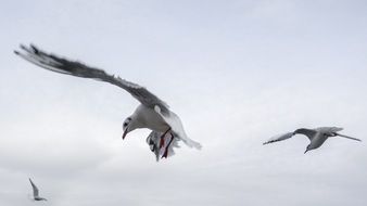 Seagulls fly