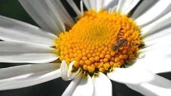 little bee is sitting on a daisy