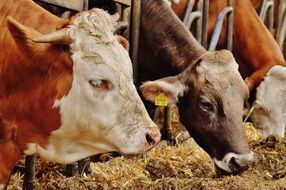 Cows Farm