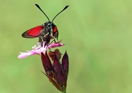 Butterfly on the thyme