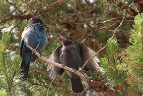 perched stellar jays