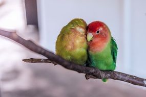 Colorful parrots on tree