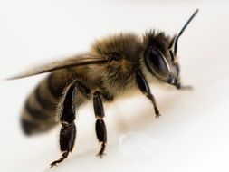 furry insect closeup