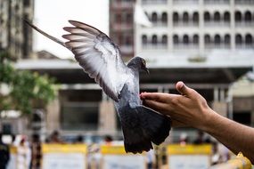 Pigeon Bird