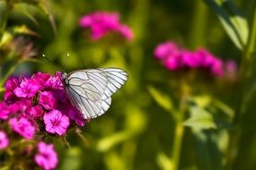 butterfly with white wings on a purple flower close-up on a blurred background