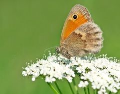 little heather on a white flower
