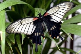 closeup photo of exotic amazing black Butterfly on a grass