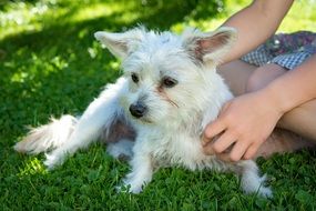 white small dog on the meadow