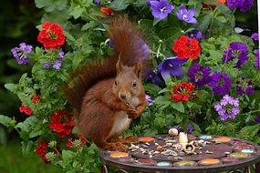 squirrel eating seeds in the garden