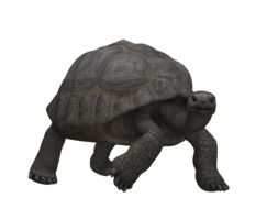 Turtle Panzer Animal