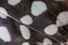 texture of spotted bird feather, Macro