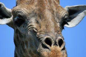 head of a giraffe close up