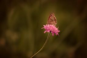 Butterfly at liberty