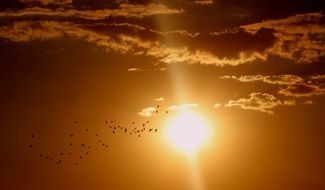 flying flock of birds at sunset