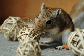 cute lovely Domestic Rodent