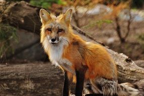 red fox in the natural park