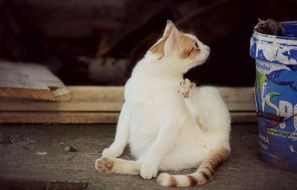 white cat looks at a gray mouse
