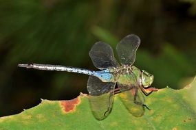 Beautiful and colorful gradient dragonfly on the leaf