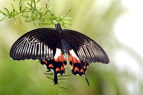 Butterfly with great black wings