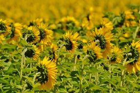 exceptional Sunflower