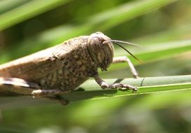 Giant Grasshoppers on a plant
