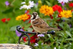 sparrow on a background of colorful flowers close-up on a blurred background