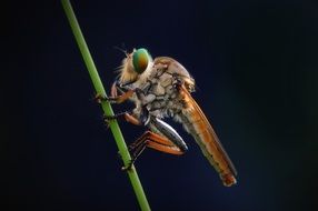 a fly sits on a thin stem of a plant close-up