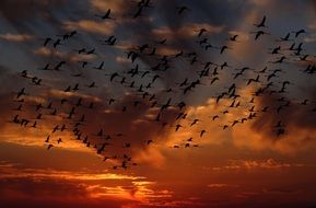 flock of swans on a background of fiery sunset