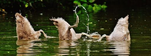 rear parts of three Young Swans above water