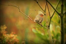 gorgeous beautiful Robin Bird