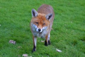 portrait of a fox in wildlife