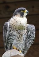 Beautiful and colorful Wild cooper's hawk