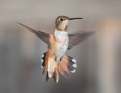 photo of hummingbird closeup