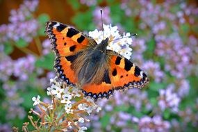 butterfly with beautiful wings sits on a flower