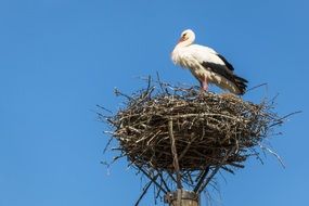 stork in nest sky view