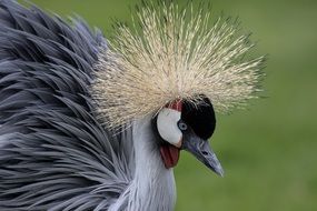 photo of the Crowned Crane Bird