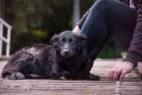 Wet Dog sitting with a man