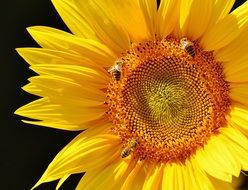 bees on bright Sun Flower